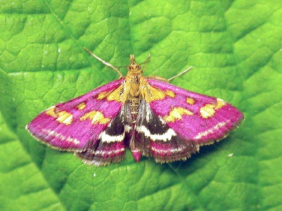 Pyrausta purpuralis (probable) - Kenneth Noble